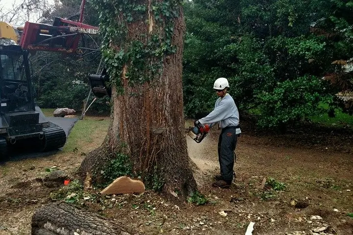 Residential tree services by Baker Tree Services in Thurmont MD