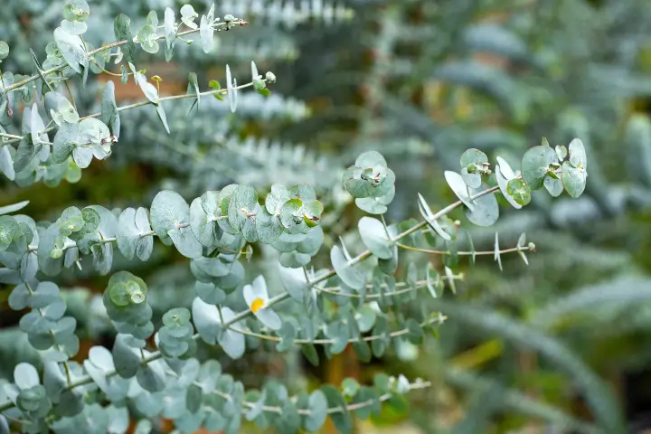 Invasive Plant management by Baker Tree Services in Thurmont MD