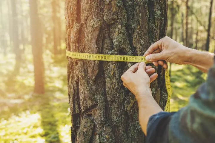 Public tree inspections by Baker Tree Services in Thurmont MD