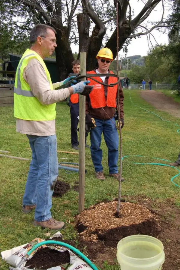 Ideal tree planting by Baker Tree Services in Thurmont MD
