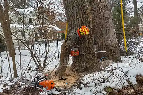 Winter tree care by Baker Tree Services in Thurmont MD