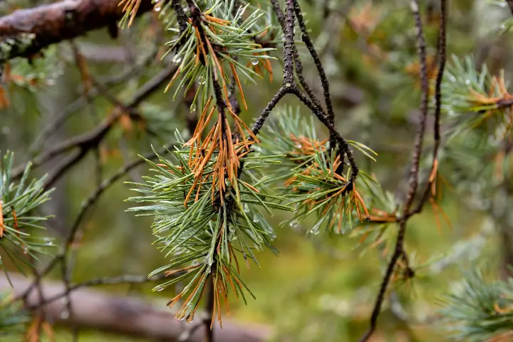 Common tree pests and diseases in Thurmont MD | Baker Tree Services