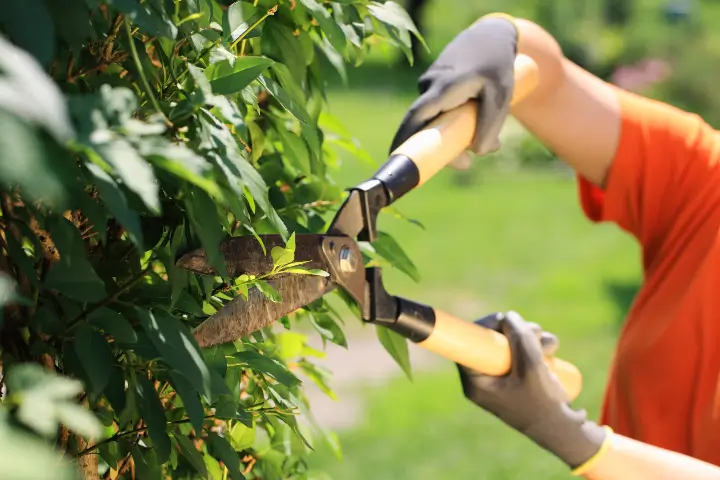 Shrub care by Baker Tree Services in Thurmont MD