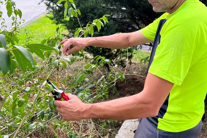 Arborists pruning tree branches in Thurmont MD by Baker Tree Services