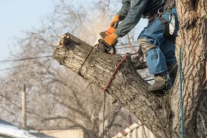 Residential and commercial tree removal services by Baker Tree Services in Thurmont MD