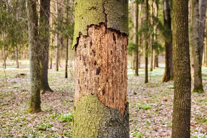 Tree bite marks in Thurmont MD by Baker Tree Services