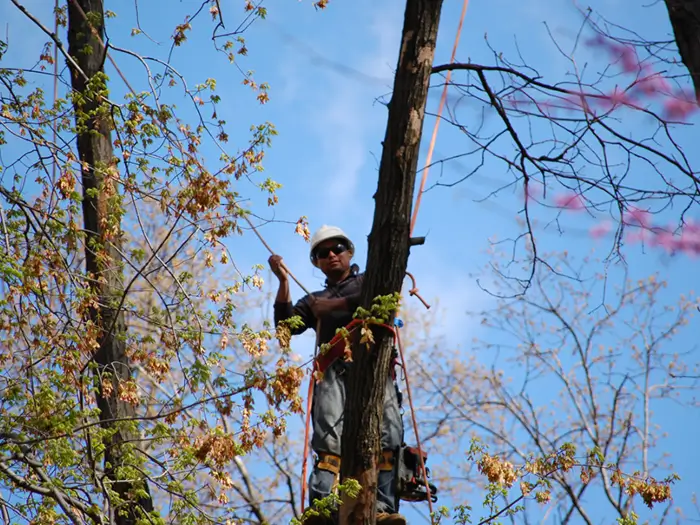 About | Baker Tree Services in Thurmont MD