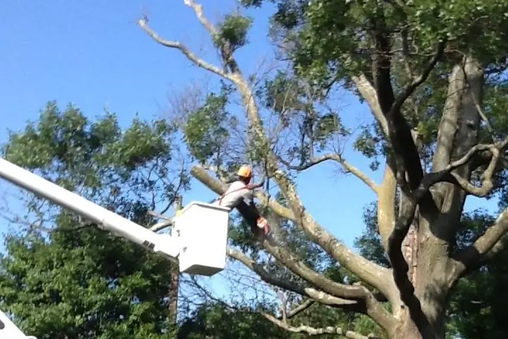 Arborist pruning a tree branch in Thurmont MD by Baker Tree Services