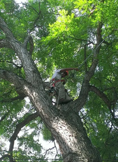 Tree pruning services by Baker Tree Services in Thurmont MD