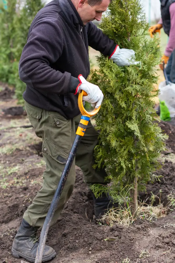 Plant and tree maintenance by Baker Tree Services in Thurmont MD