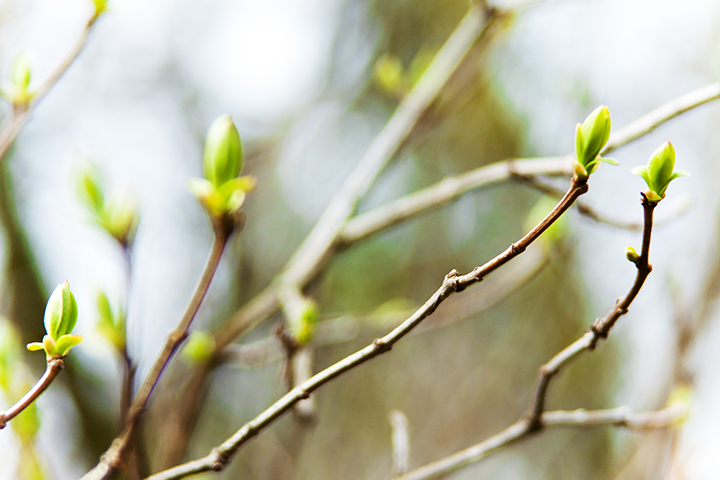 A Guide to Preparing Your Trees for Spring Splendor by Baker Tree Services in Thurmont MD