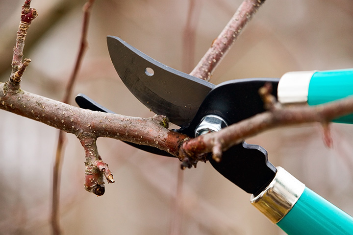 Tree Pruning by Baker Tree Services in Thurmont MD