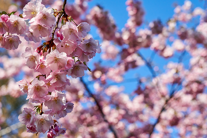 Flowering Trees by Baker Tree Services in Thurmont MD